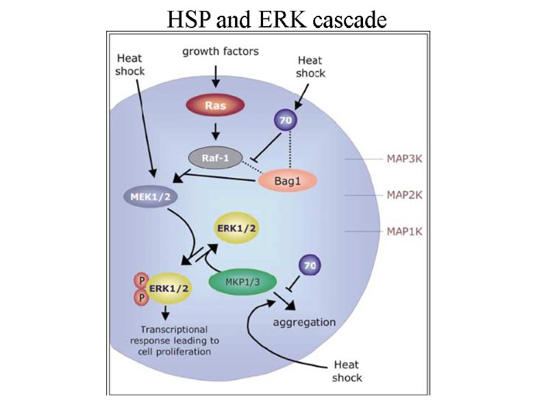 HSP and ERK cascade